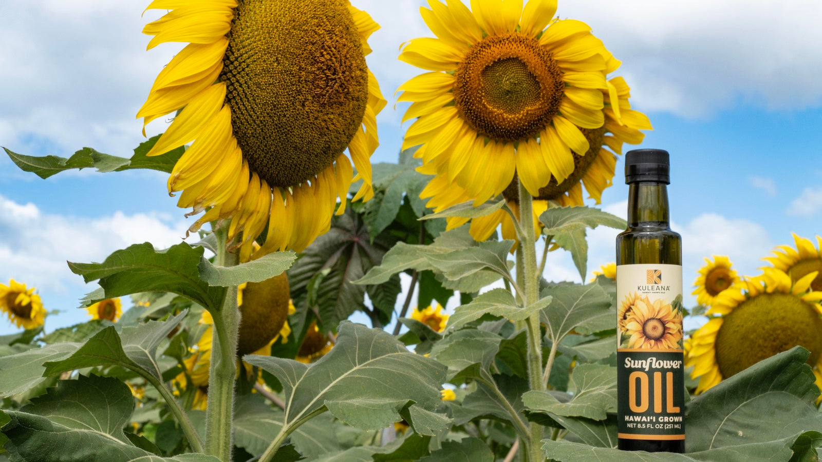 Sunflower with culinary oil