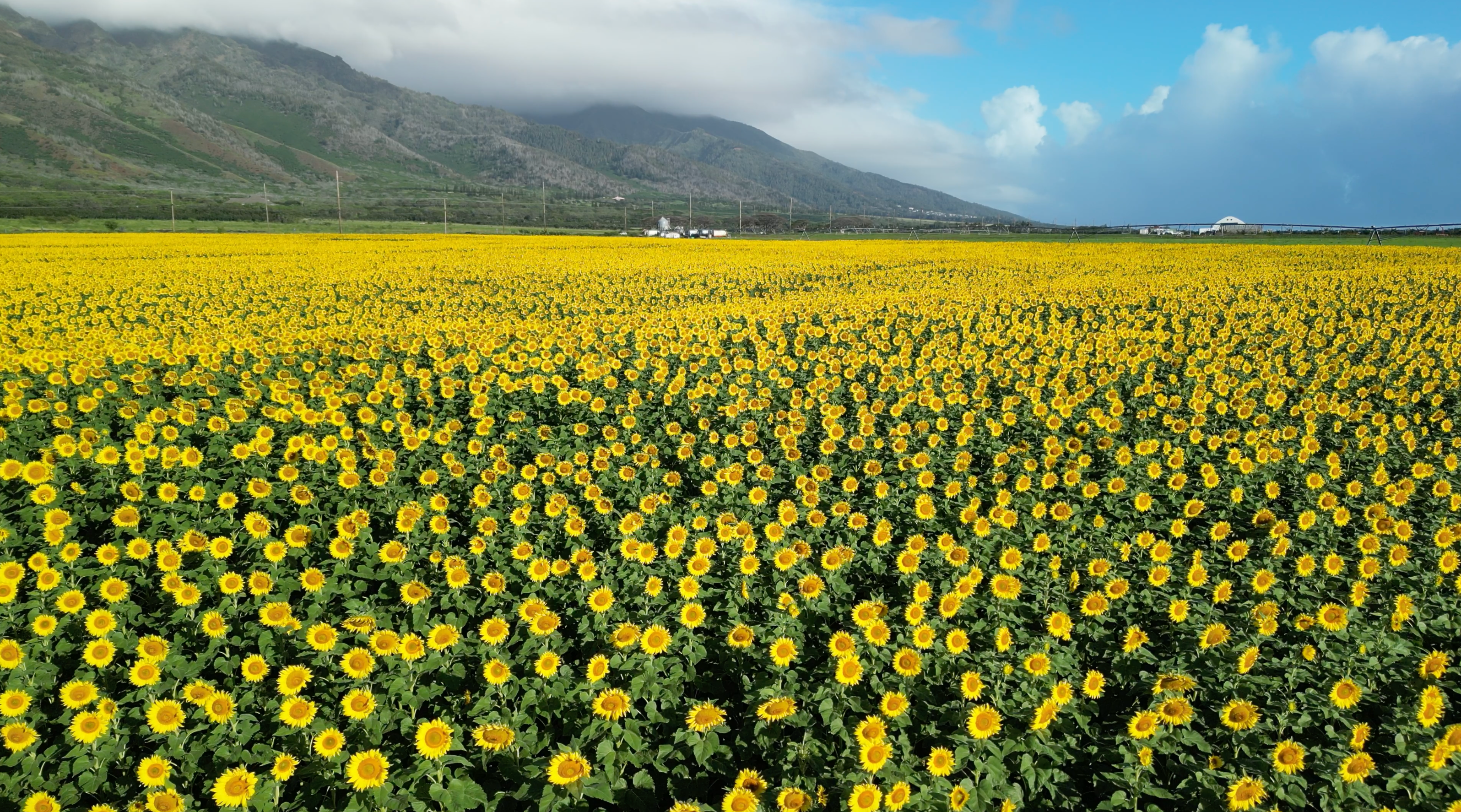 Maui Sunflower Farm Stand: May 2 & 3