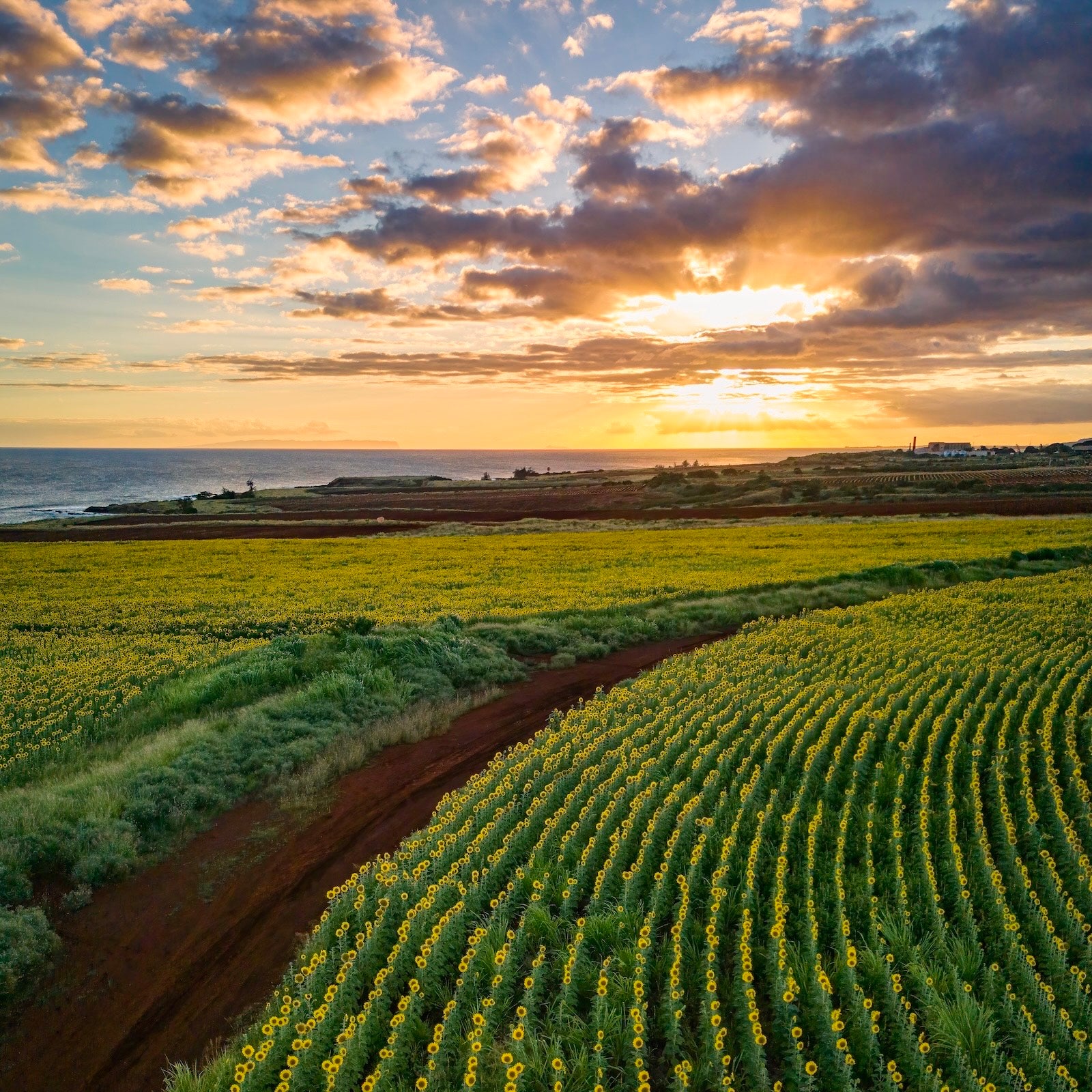 Sunset over a field with rows of crops and a path leading to the ocean.