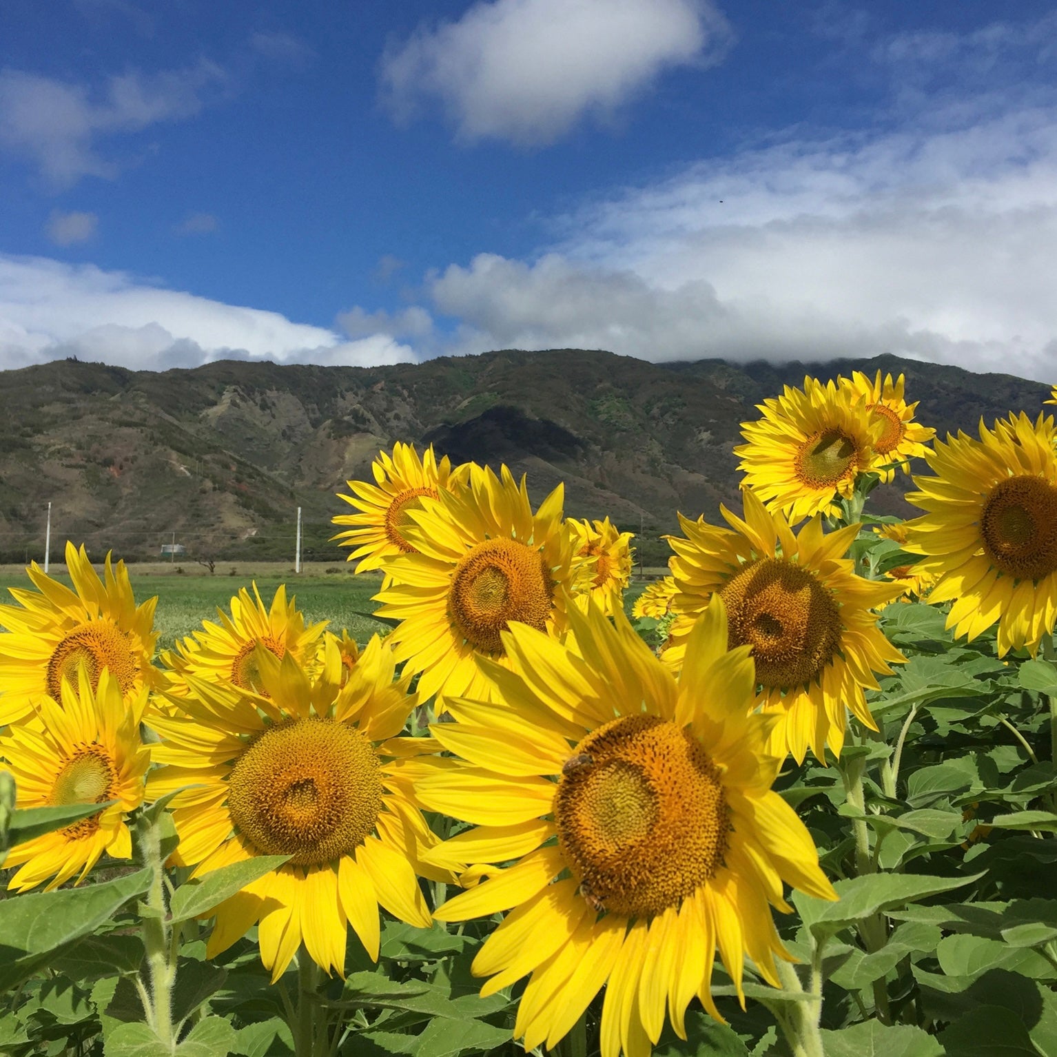 Sunflower field on Maui