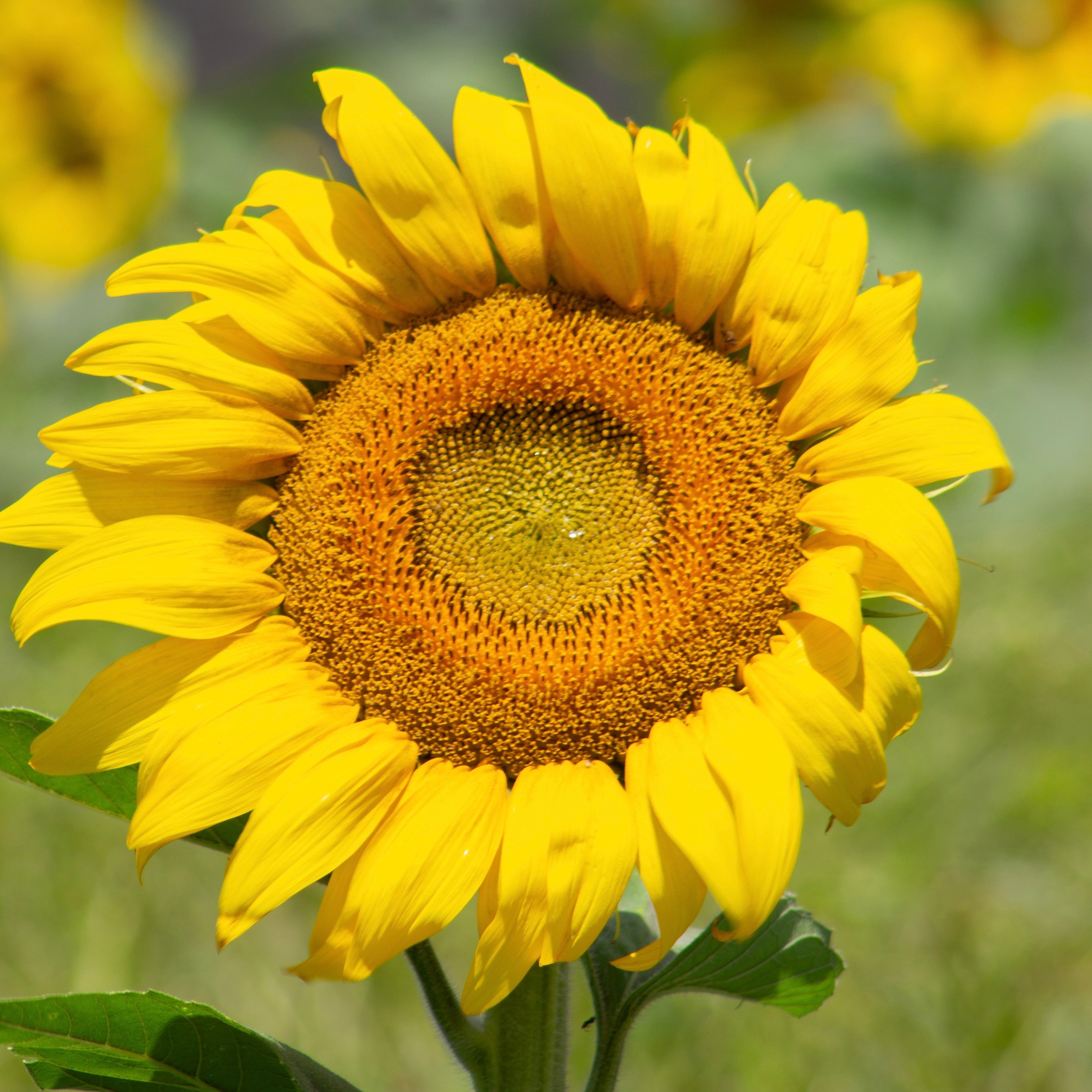 Close-up of a sunflower with a blurred background