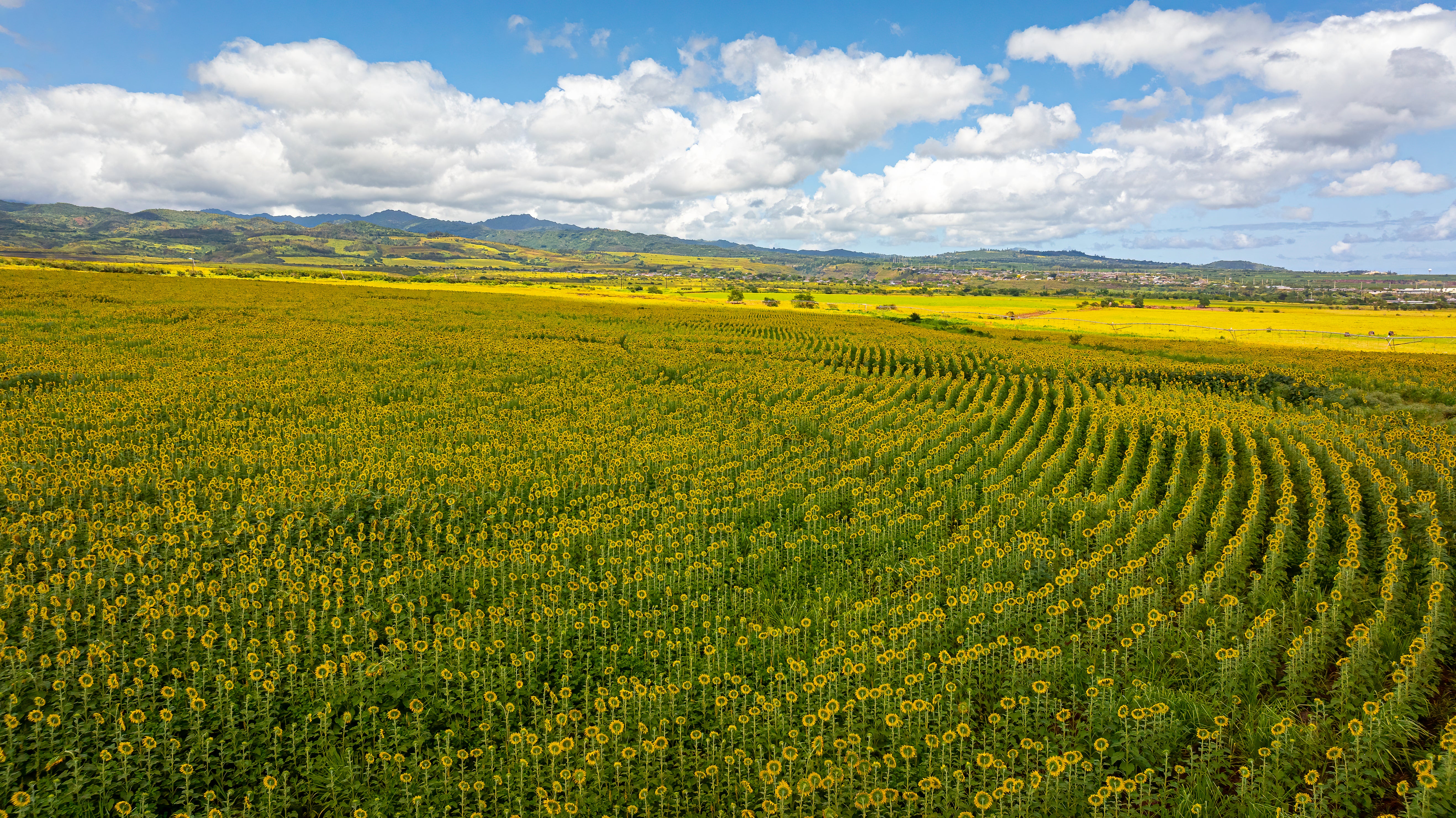a field of sunflowers on Hawaii used to create cooking oil