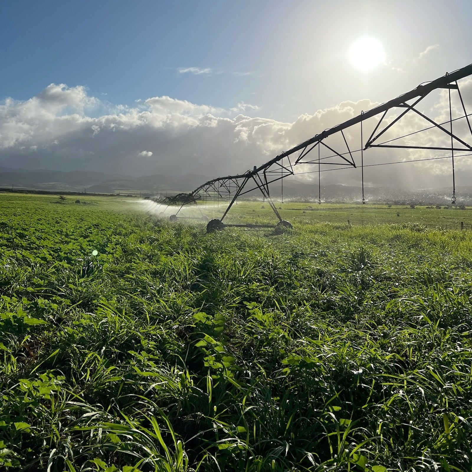 Irrigation system watering a field of sunflower crop